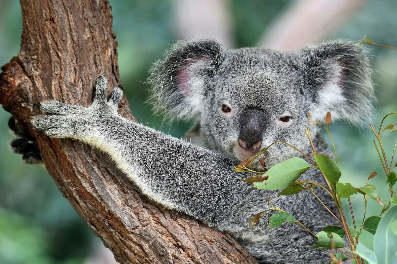 MAGICAL AUSTRALIA AND NEW ZEALAND EXPRESS – 12 DAYS 4