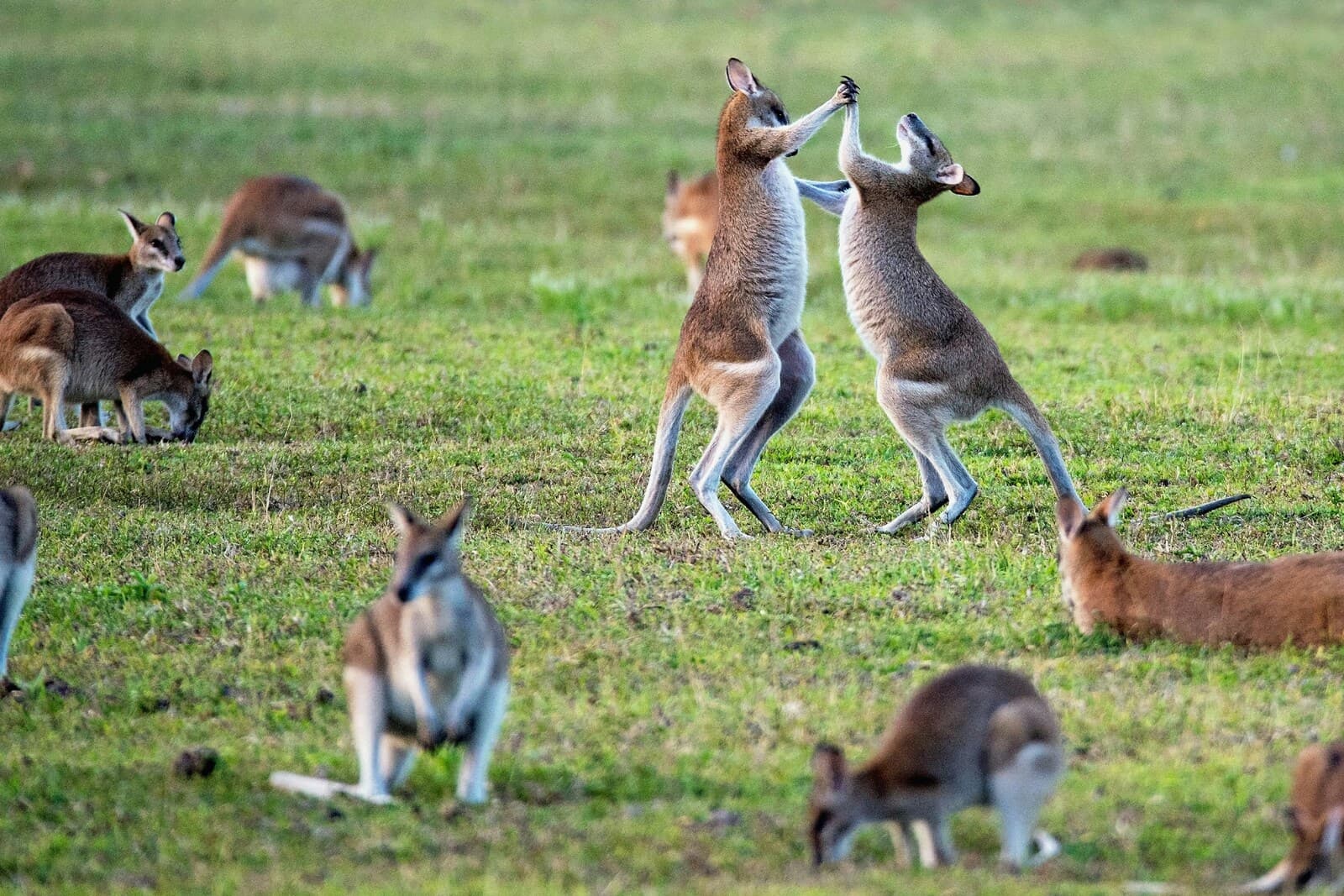 MAGICAL AUSTRALIA AND NEW ZEALAND EXPRESS – 12 DAYS 5