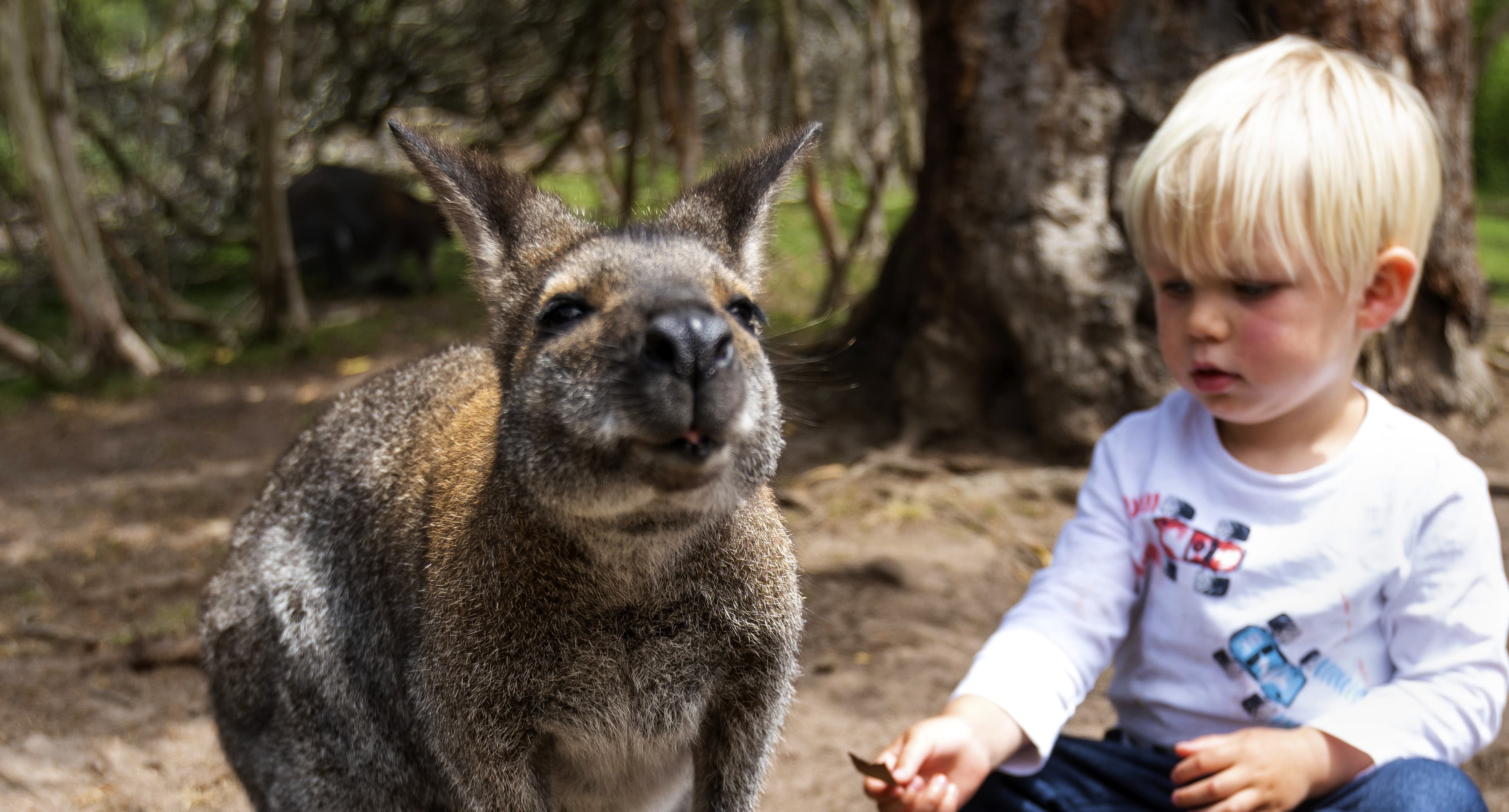 ESSENTIAL AUSTRALIA